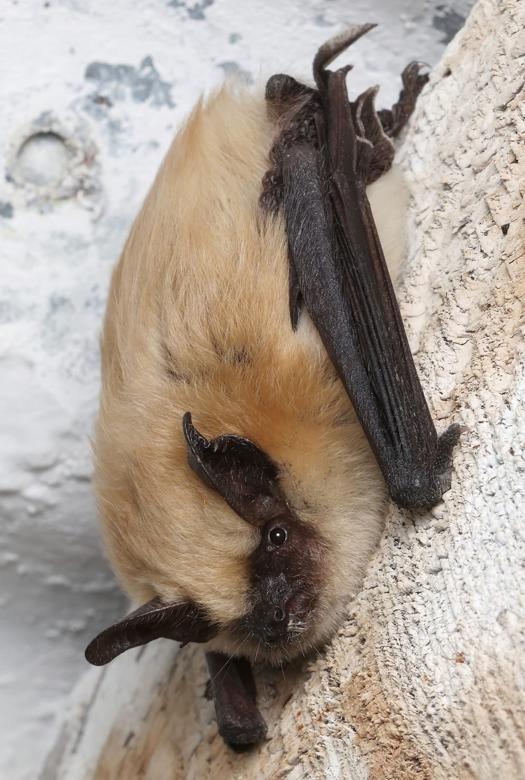 Western small-footed myotis hanging against a pale roost surface