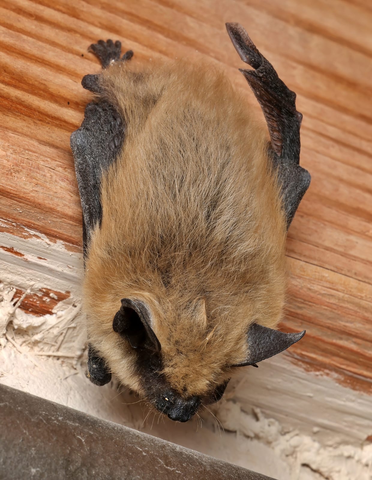 Western small-footed myotis showing small feet and folded dark wings