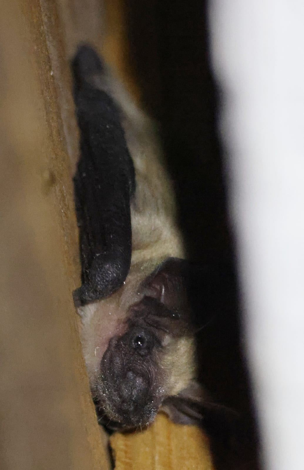 Close view of a western small-footed myotis face and dark ears in a narrow roost