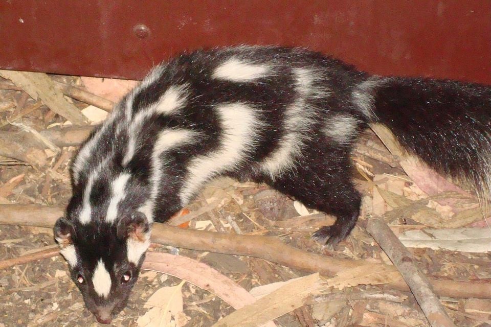 Western spotted skunk with a clear broken-stripe pattern, alert on a branch at night