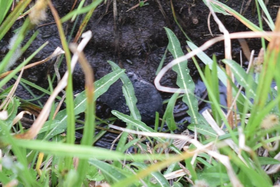 Western water shrew at the grassy edge of a stream