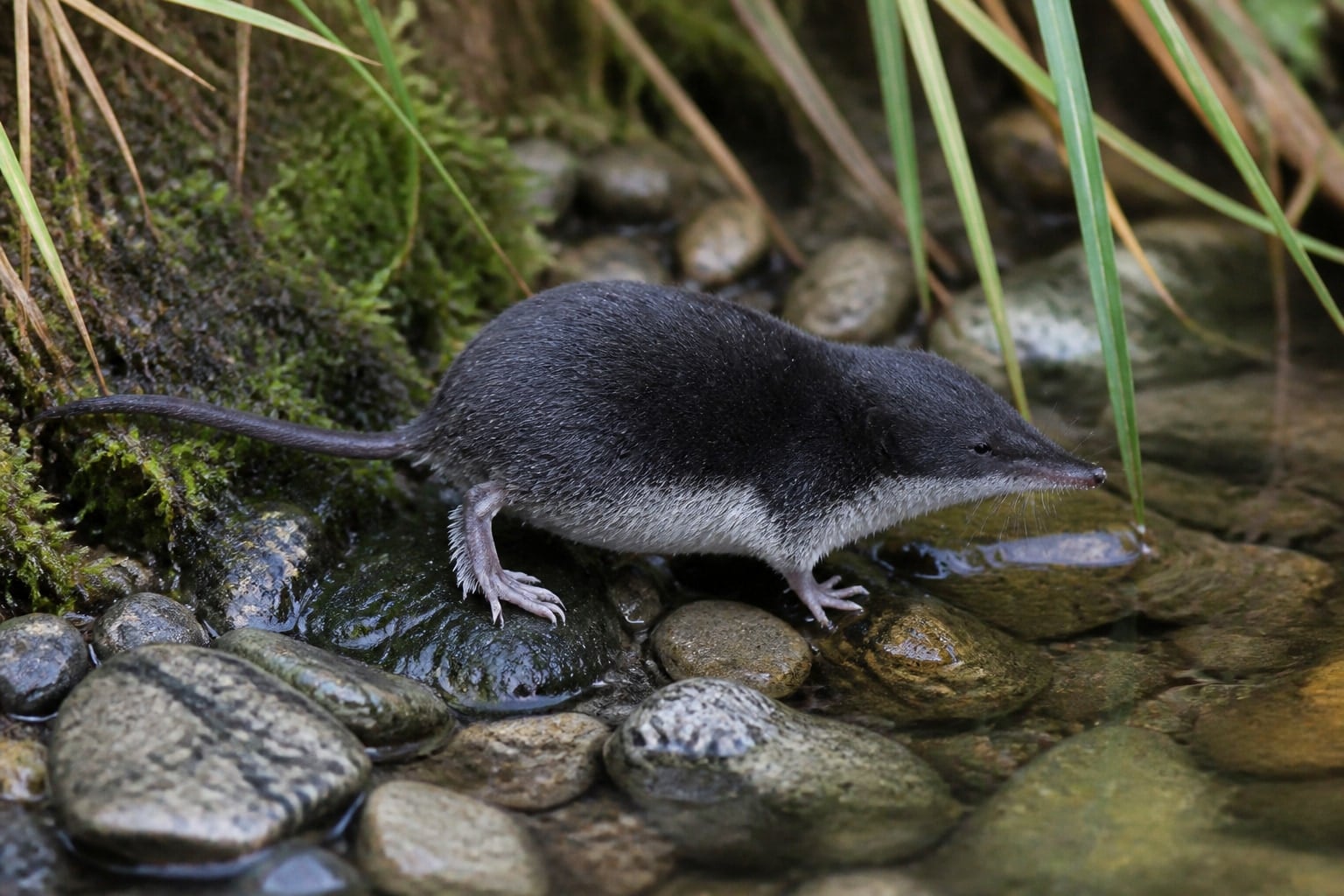 AI-generated image: Western water shrew foraging along wet streamside stones. No additional license-safe photograph of this species exists. This image was generated with AI from verified reference material and reviewed by our editorial team for accuracy