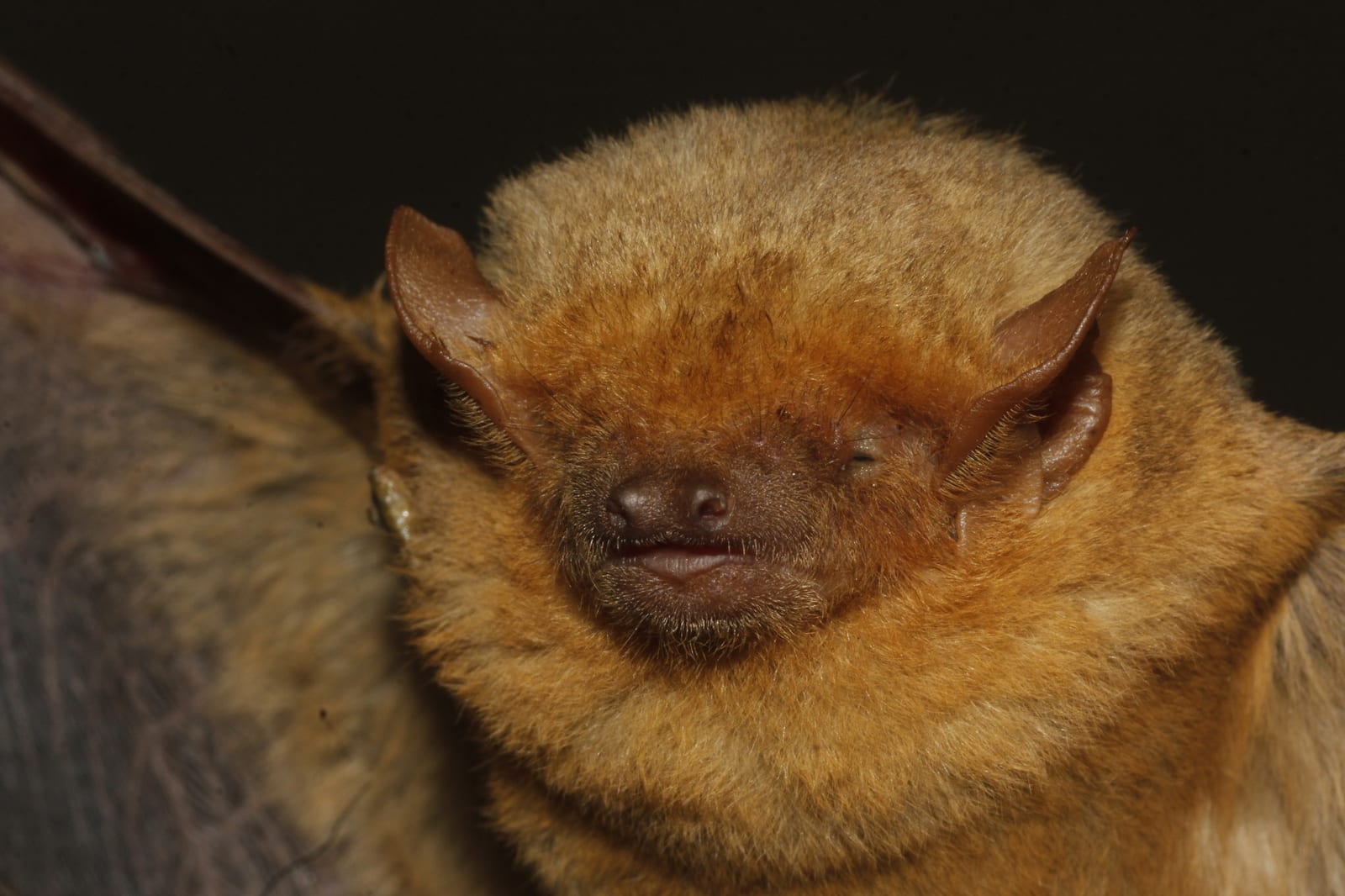 Western yellow bat face and golden shoulder fur in close view