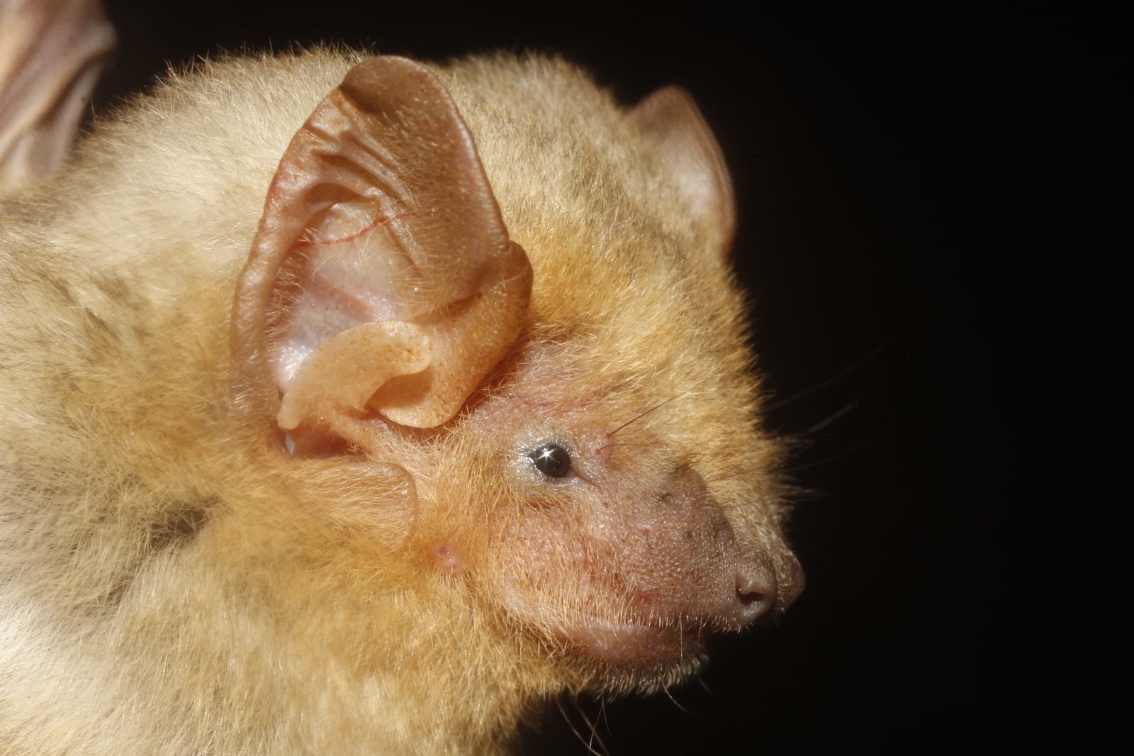 Western yellow bat profile with pale-gold fur and short rounded muzzle