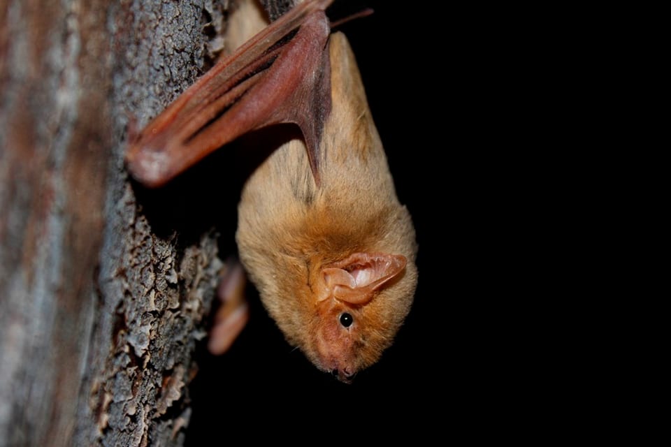 Western yellow bat roosting against tree bark with wings folded