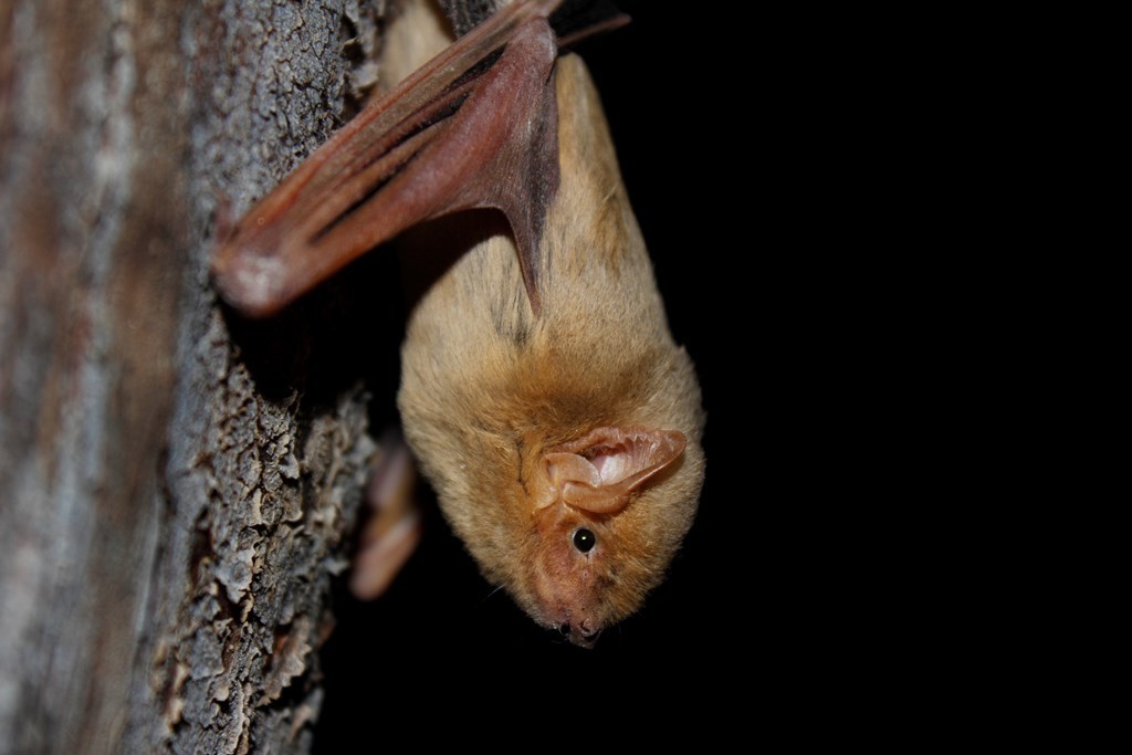 Western yellow bat roosting against tree bark with wings folded