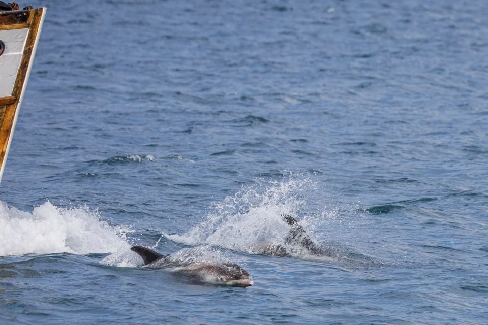 White-beaked dolphin porpoising beside a boat, showing its pale flank and short beak