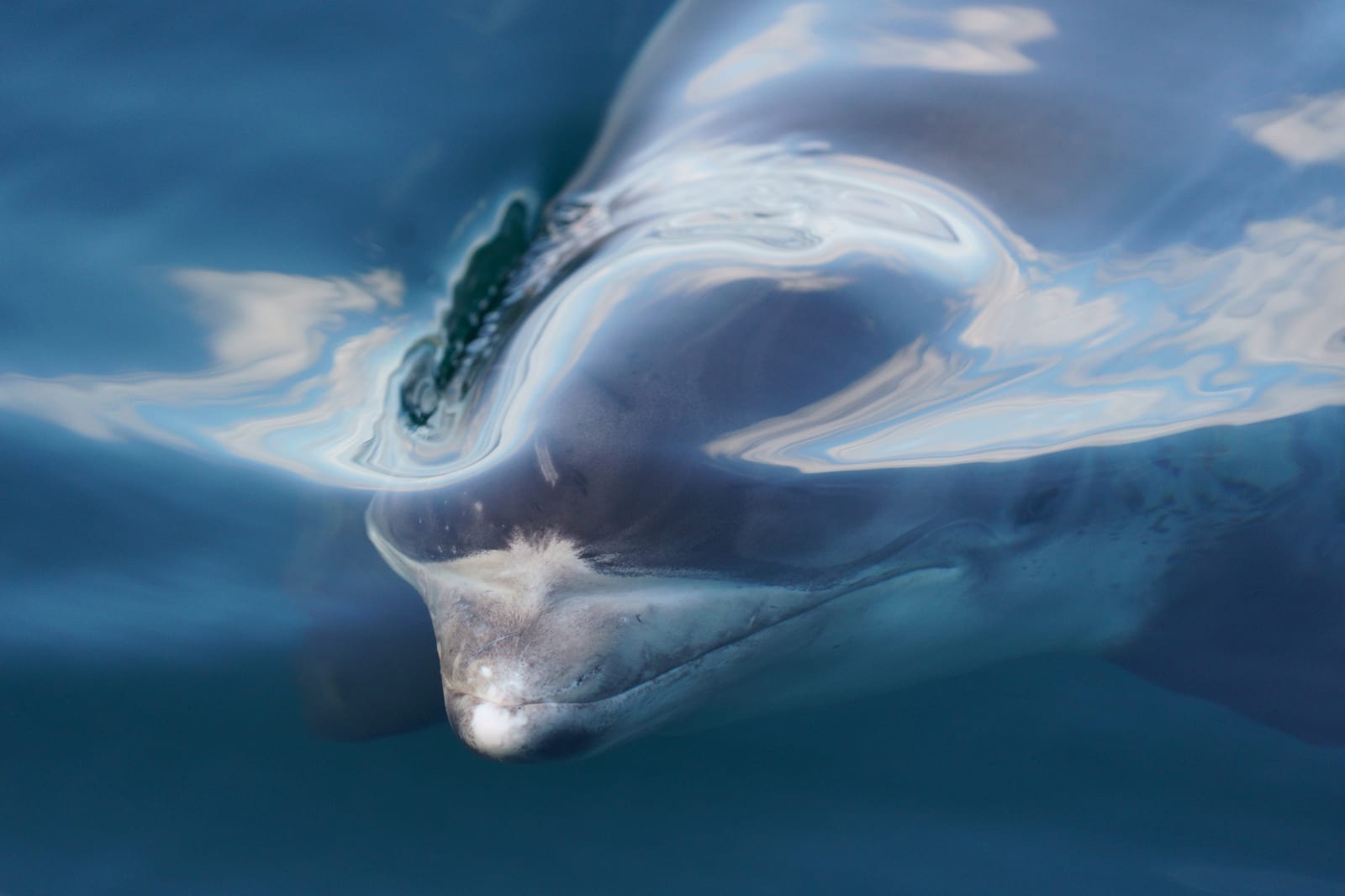 Close-up of a white-beaked dolphin's head at the surface, pale beak visible