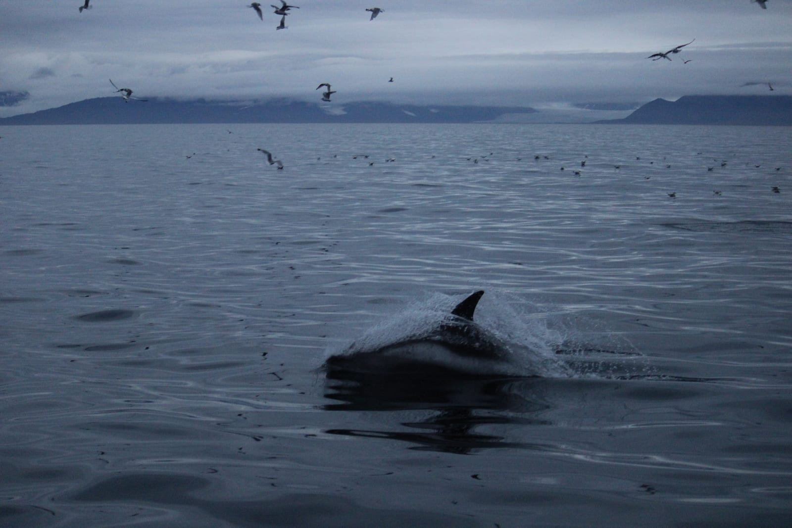 White-beaked dolphin surfacing in cold northern water beneath a flock of seabirds