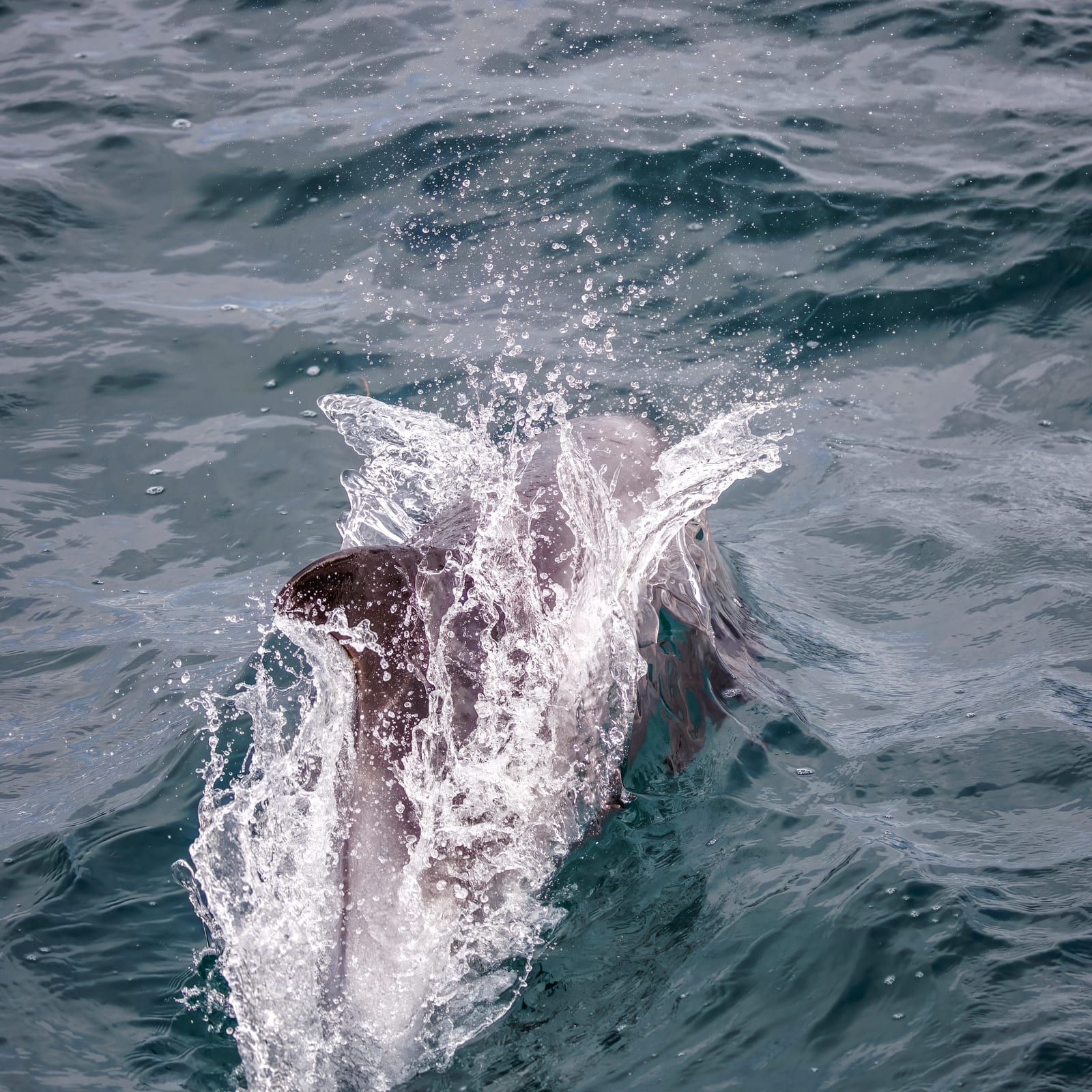 White-beaked dolphin bow-riding through the surface chop