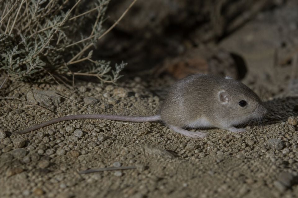 AI-generated image: White-eared Pocket Mouse in side profile on sandy desert soil. No public-domain photograph of this species exists. This image was generated with AI from verified reference material and reviewed by our editorial team for accuracy