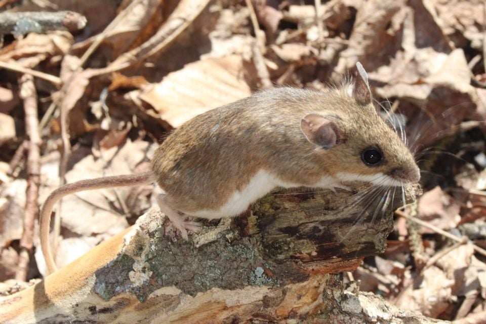 White-footed mouse on a fallen log in leaf litter