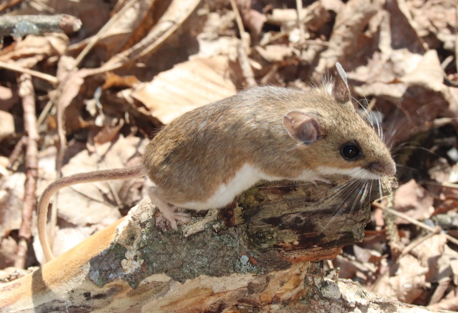White-footed mouse on a fallen log in leaf litter