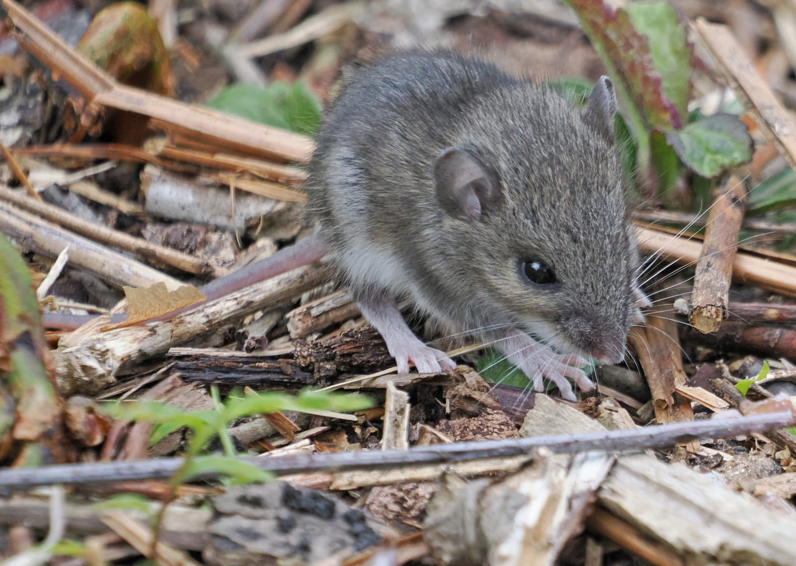 White-footed mouse in leaf litter and low green cover