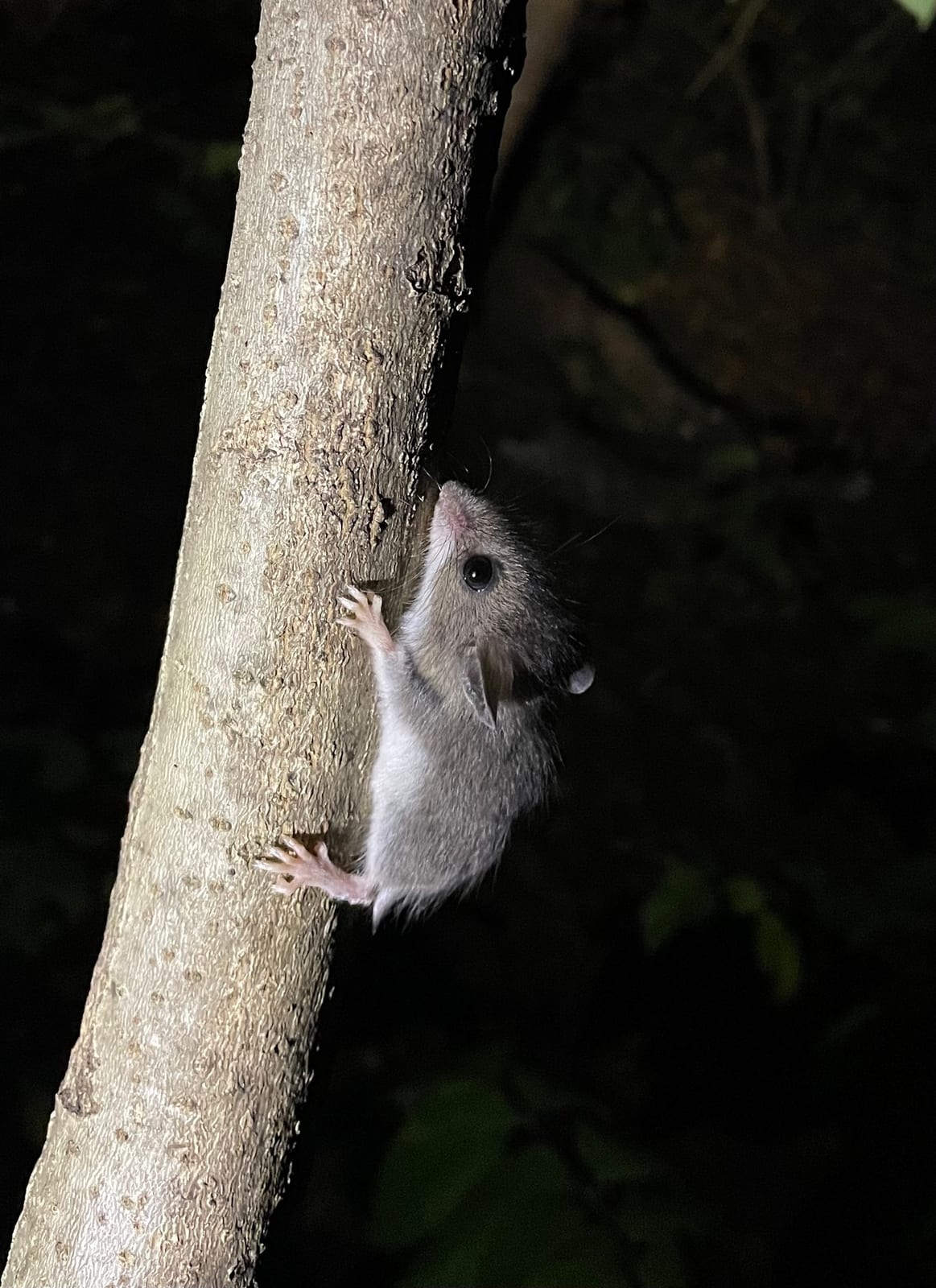 White-footed mouse climbing a small tree trunk at night
