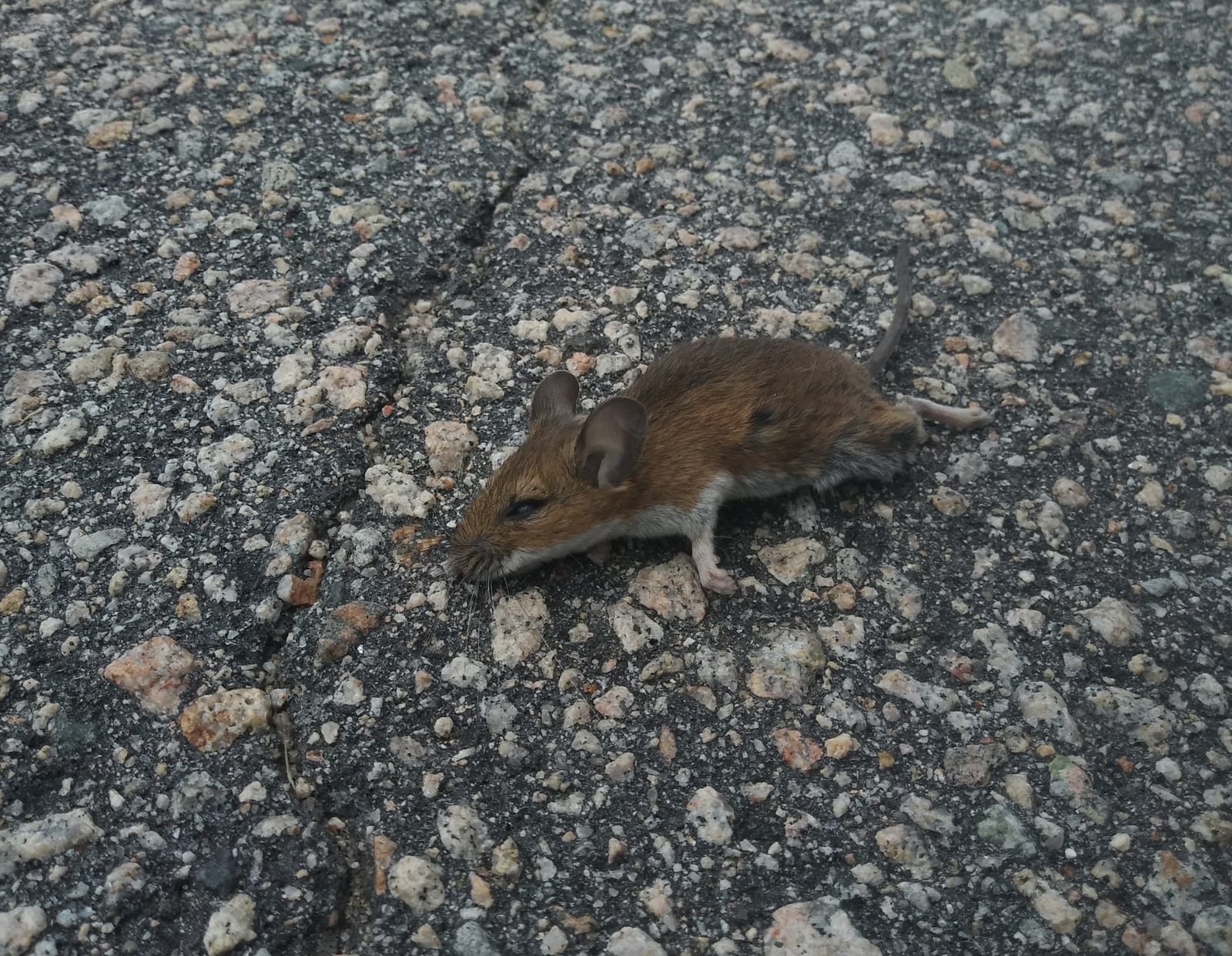White-footed mouse moving across rough pavement