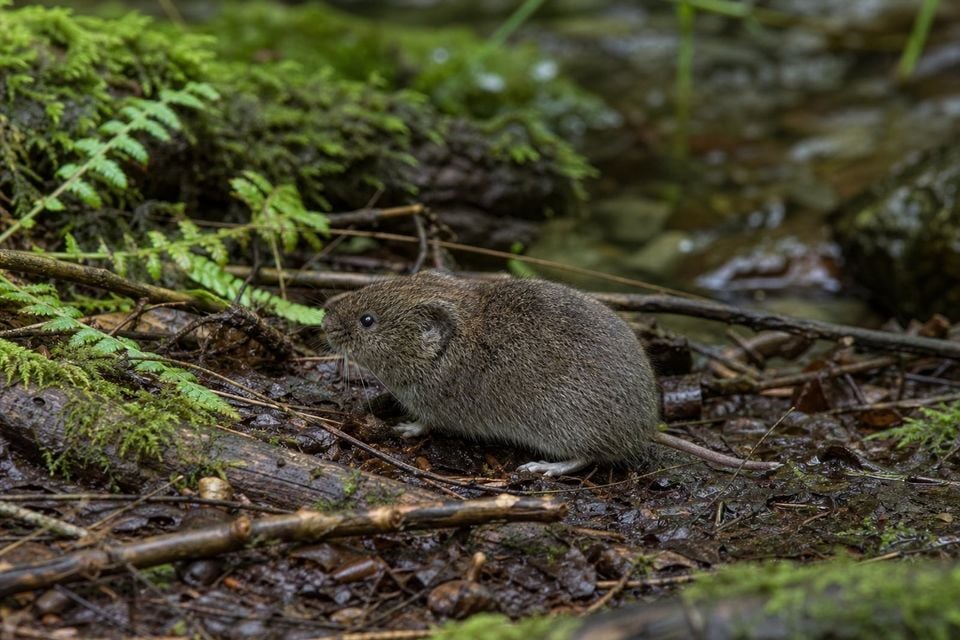 AI-generated image: White-footed Vole in side profile beside mossy streambank. No public-domain photograph of this species exists. This image was generated with AI from verified reference material and reviewed by our editorial team for accuracy