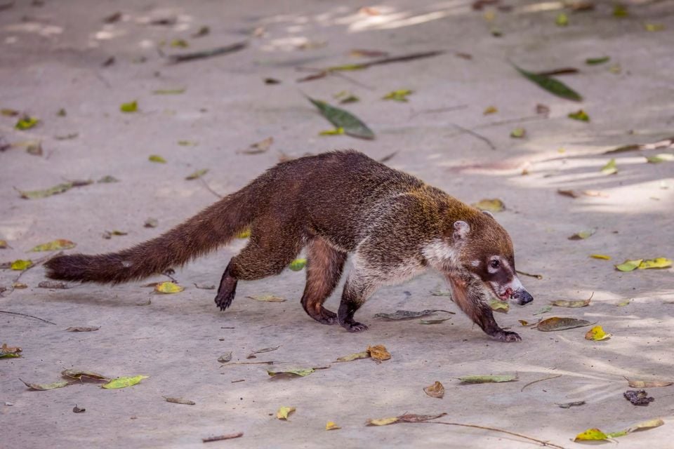 White-nosed coati (Nasua narica) Peten