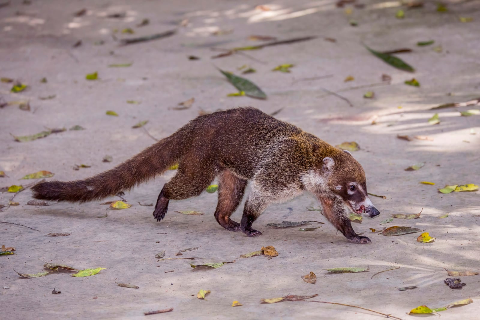 White-nosed coati (Nasua narica) Peten
