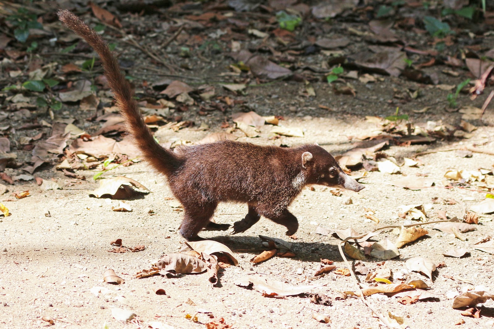 White-nosed coati in Costa RIca