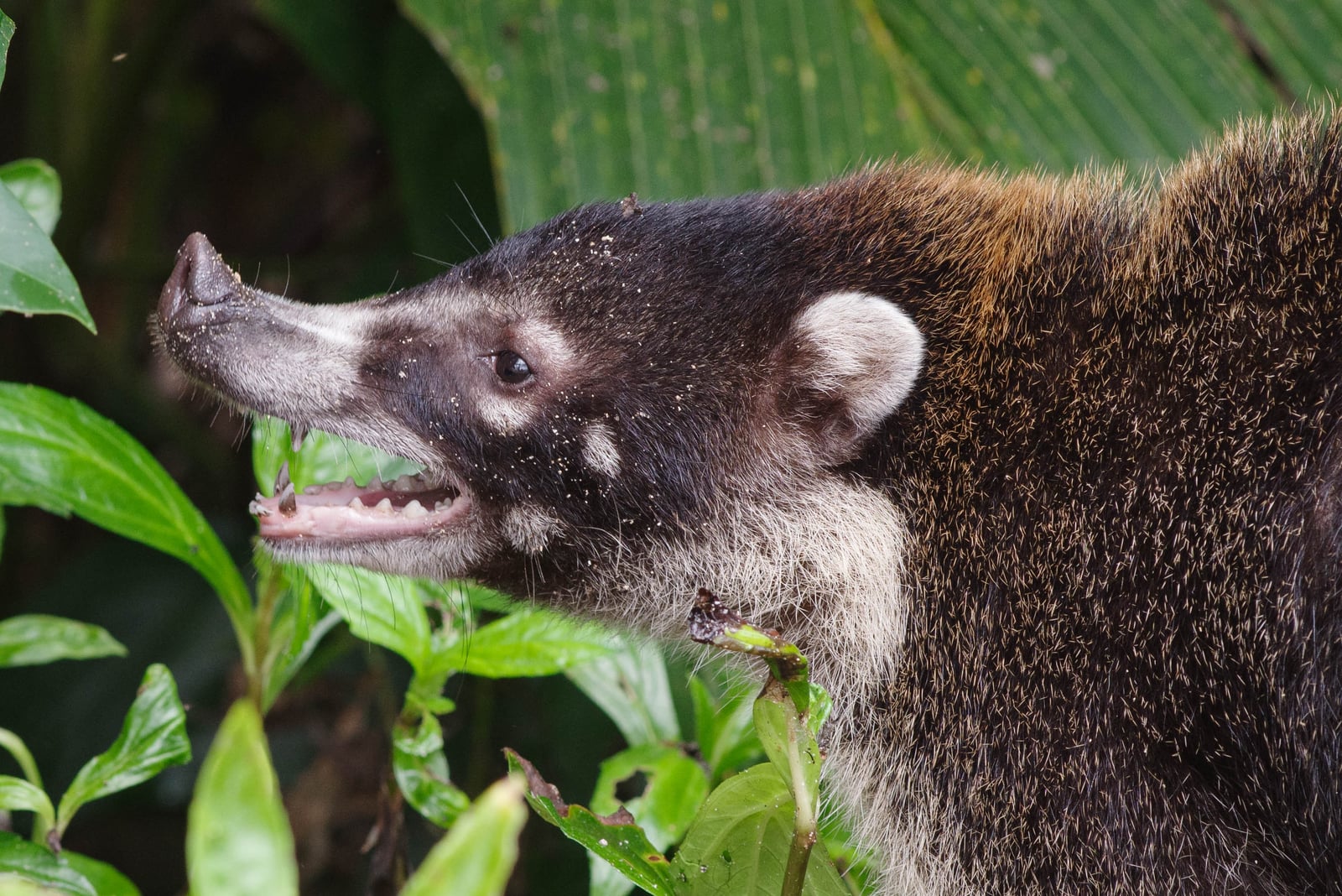 The white-nosed coati (Nasua narica)