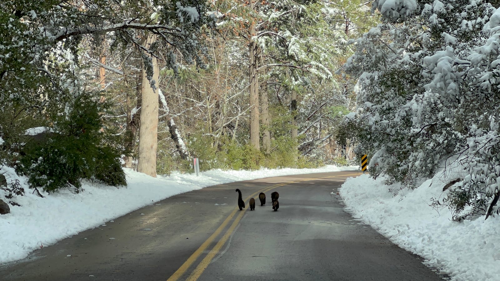 A band of white-nosed coatis crossing a snowy forest road