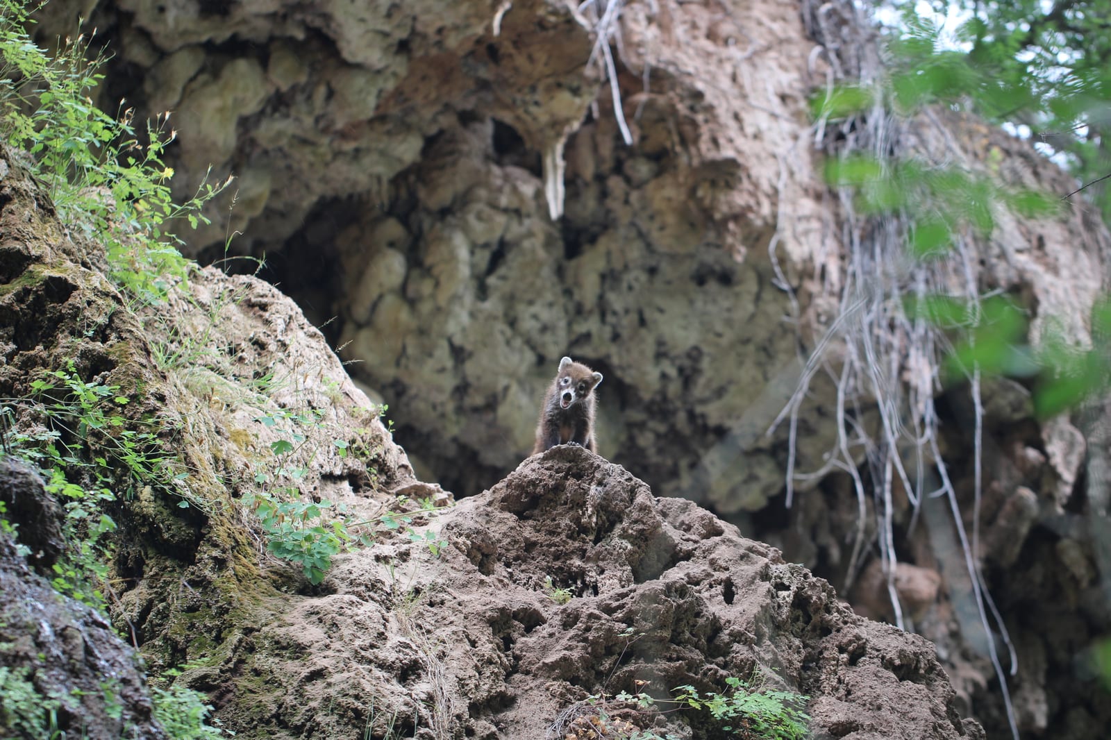 A white-nosed coati on an eroded canyon bank beside a rock hollow