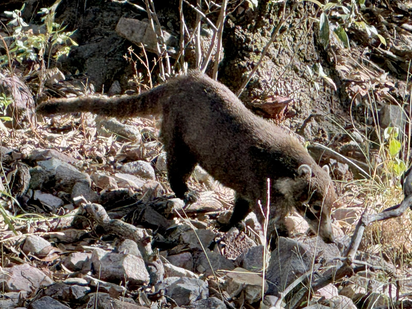 A white-nosed coati foraging with its snout to the ground on a rocky slope