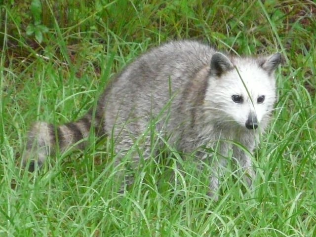 Common raccoon