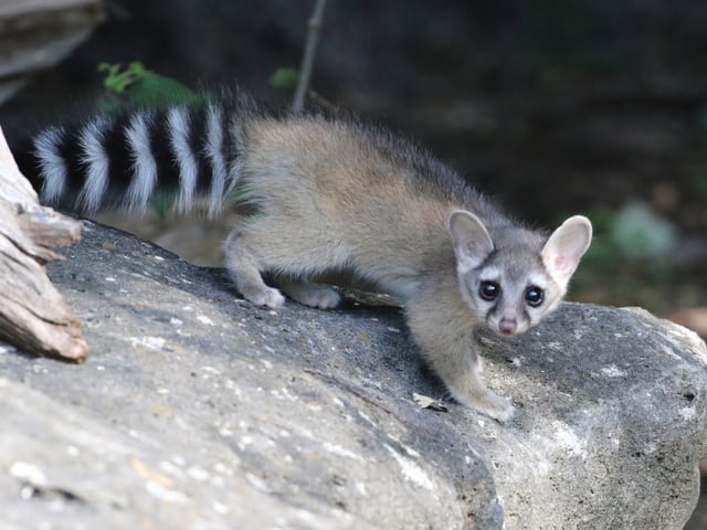 Ringtail