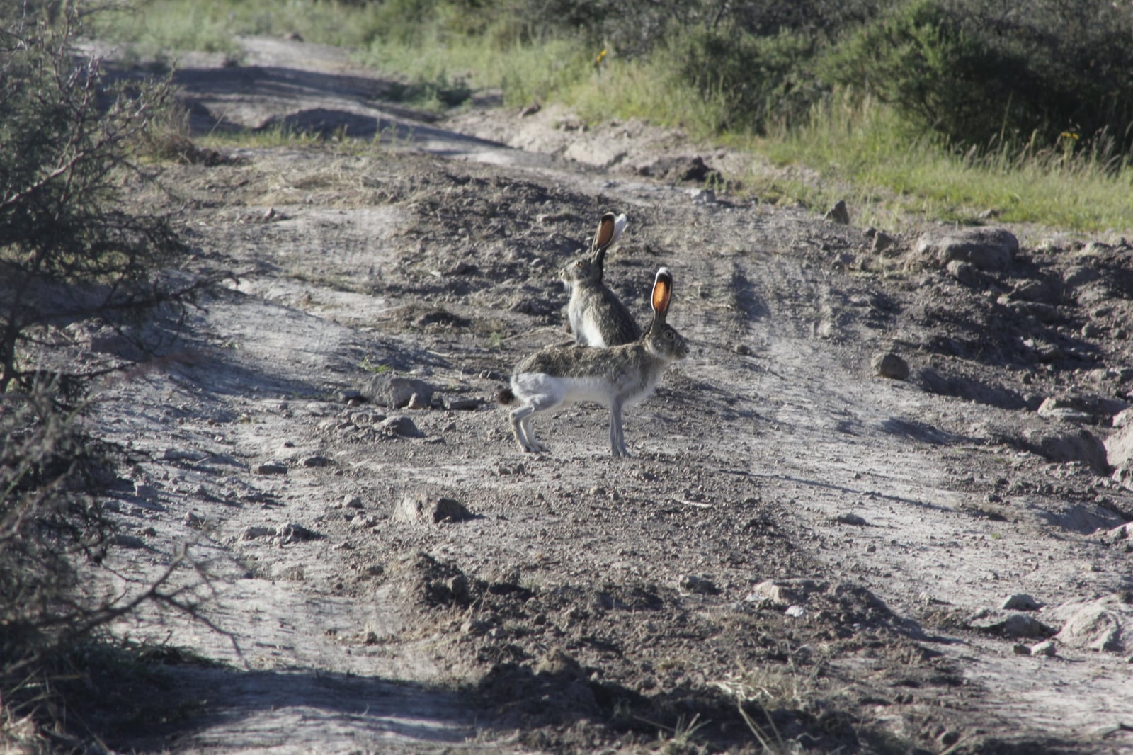 White-sided Jackrabbit (Lepus callotis)