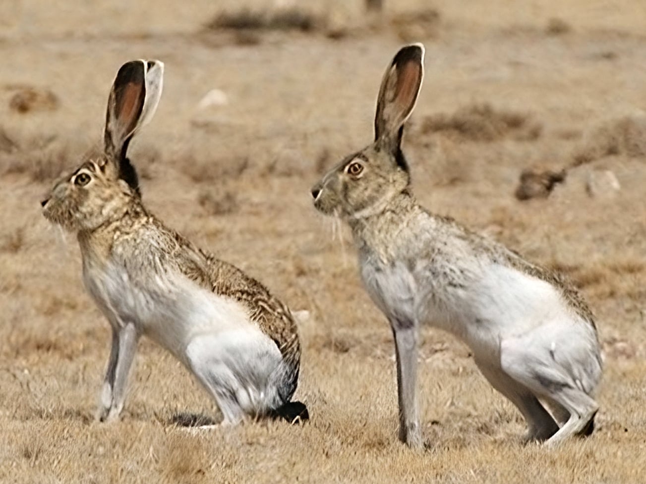 Lepus callotis callotis 408118 2