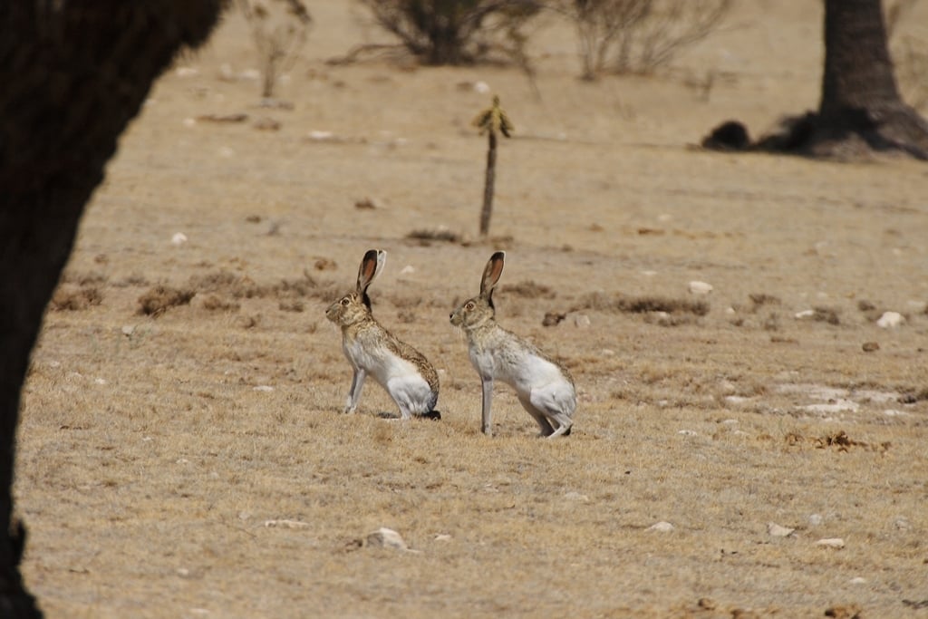 White-sided Jackrabbit (Lepus callotis)