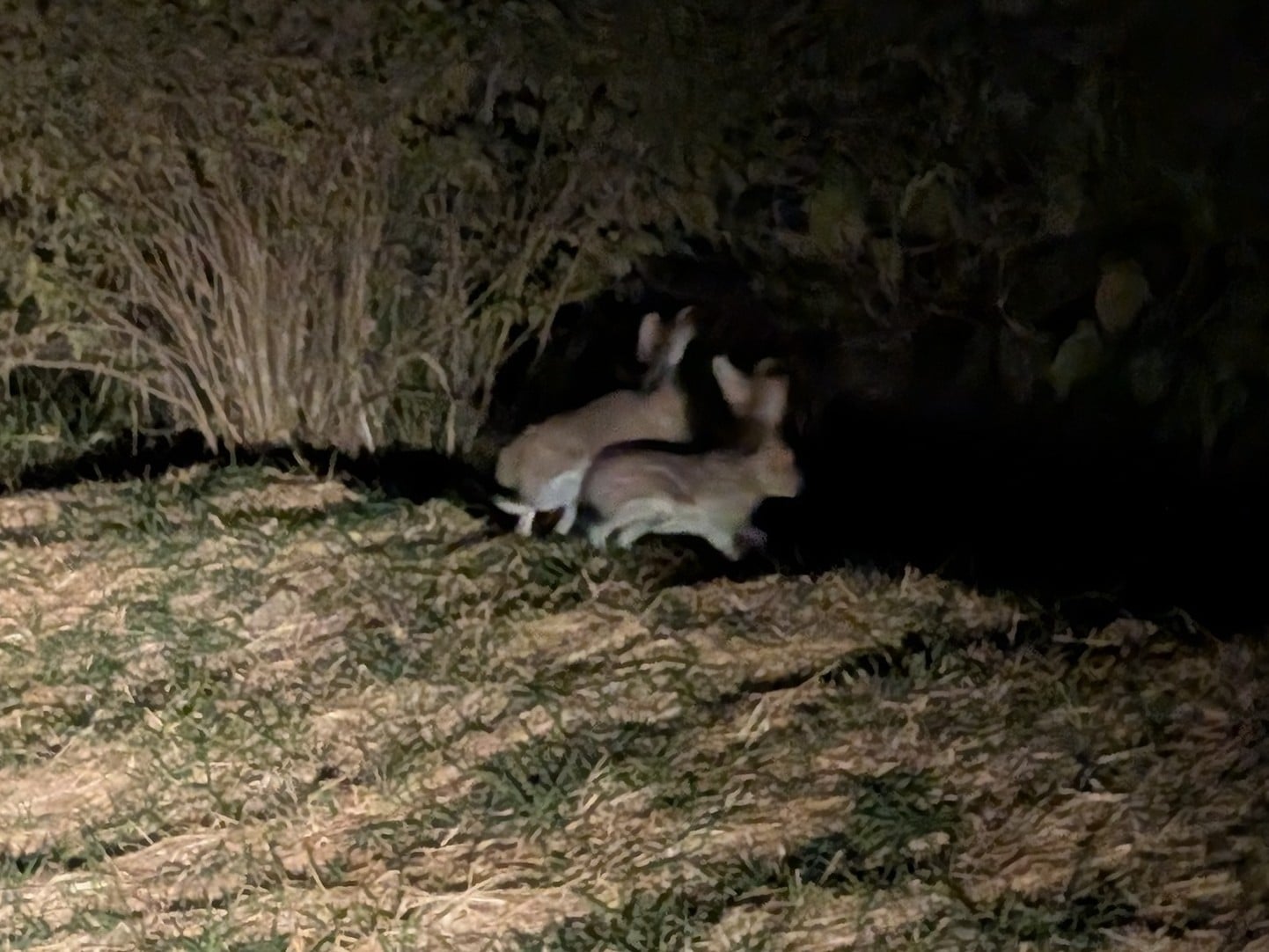 White-sided Jackrabbit (Lepus callotis)