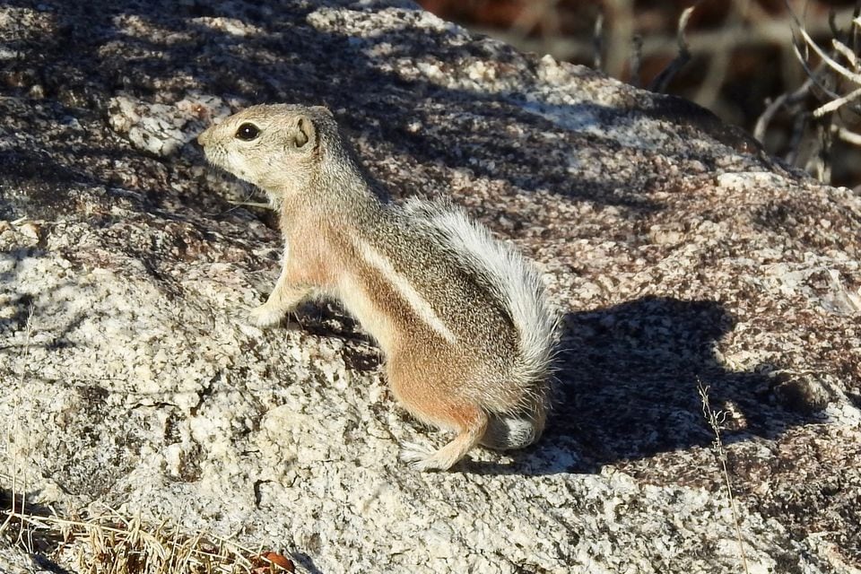 White-tailed antelope squirrel showing the pale flank stripe and white tail underside