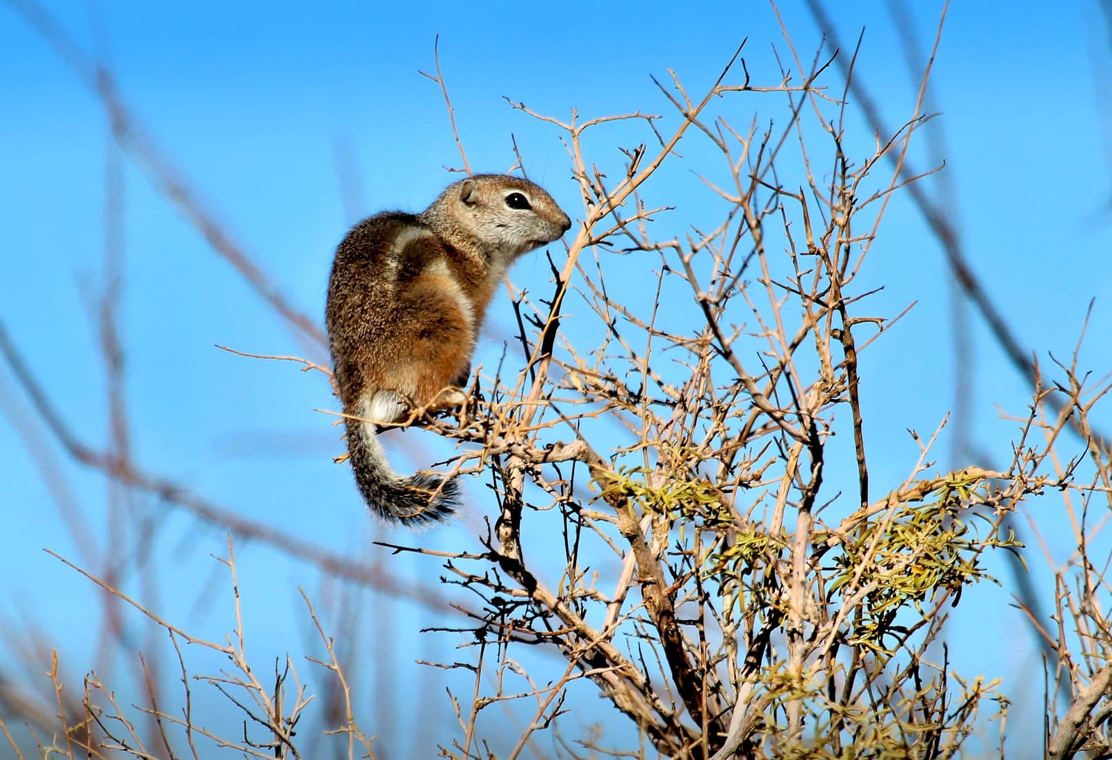 White-tailed antelope squirrel showing the pale flank stripe and white tail underside