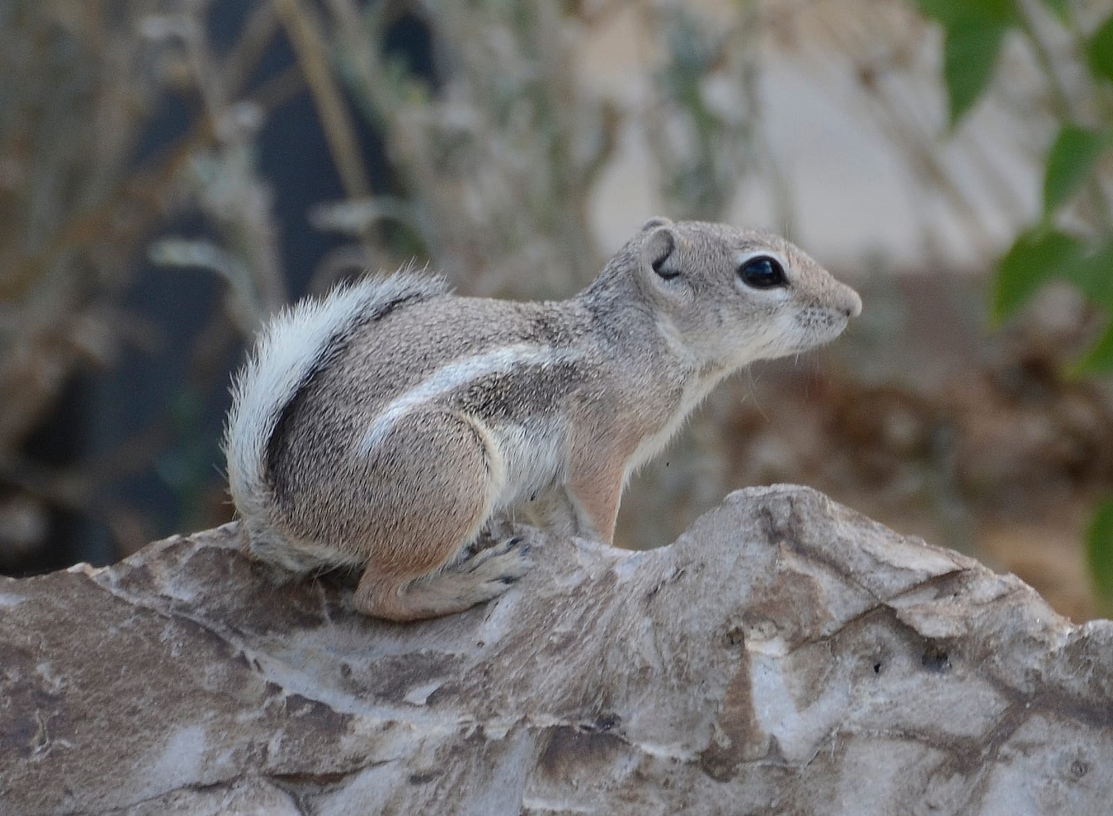 White-tailed antelope squirrel perched on desert wood