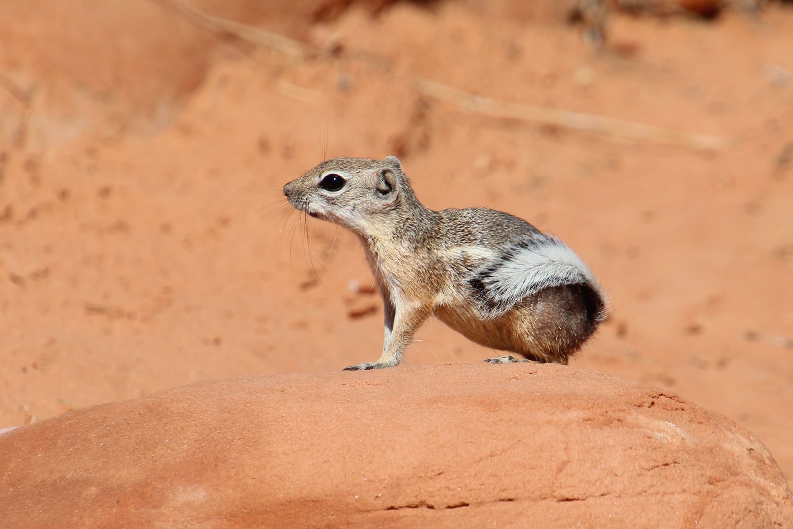 White-tailed antelope squirrel on red desert rock