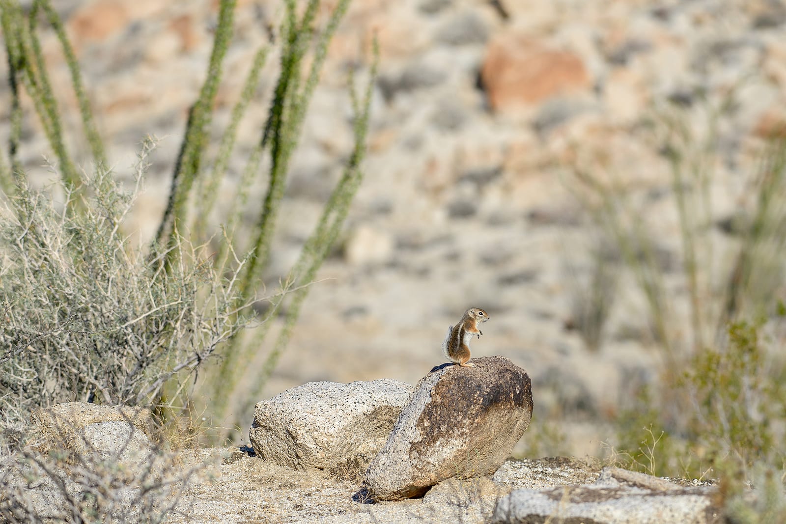 White-tailed antelope squirrel in rocky desert wash habitat