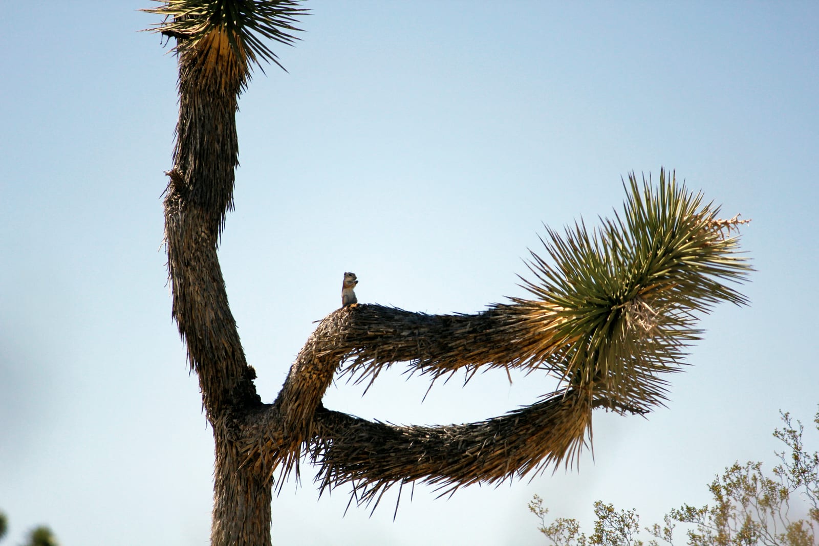 White-tailed antelope squirrel on a Joshua tree branch