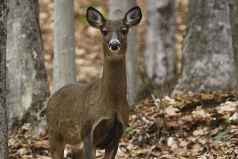 White-tailed Deer (Odocoileus virginianus)