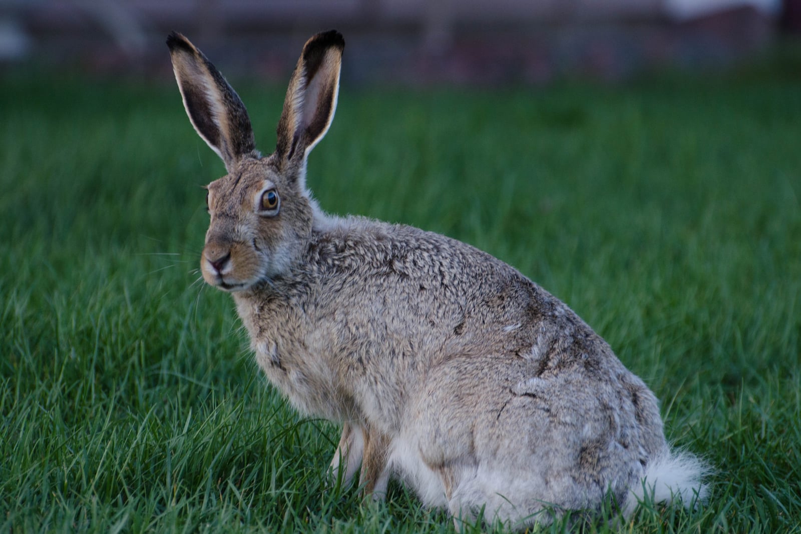 White-tailed Jackrabbit (Lepus townsendii)