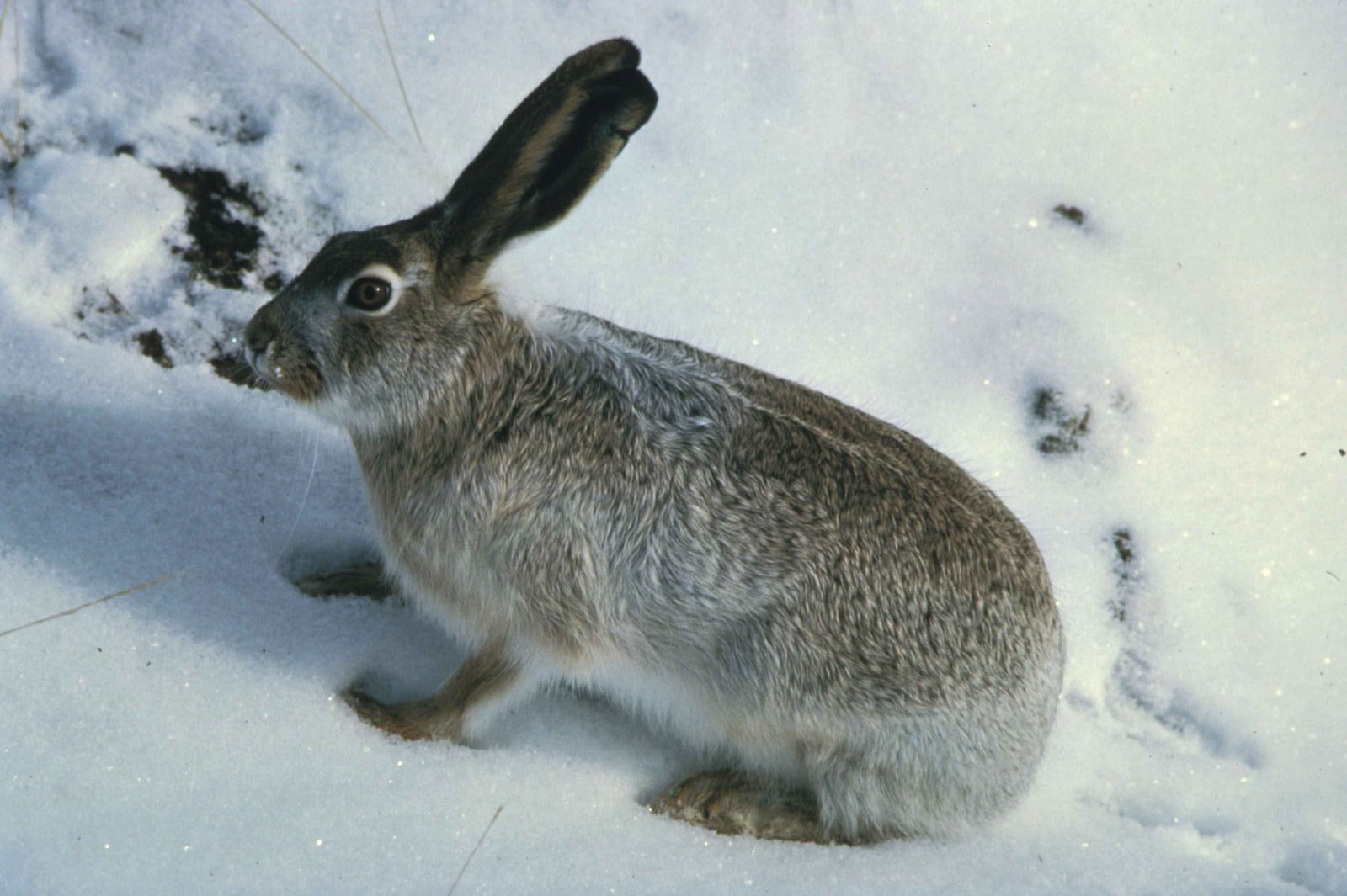 White tailed jackrabbit on snow