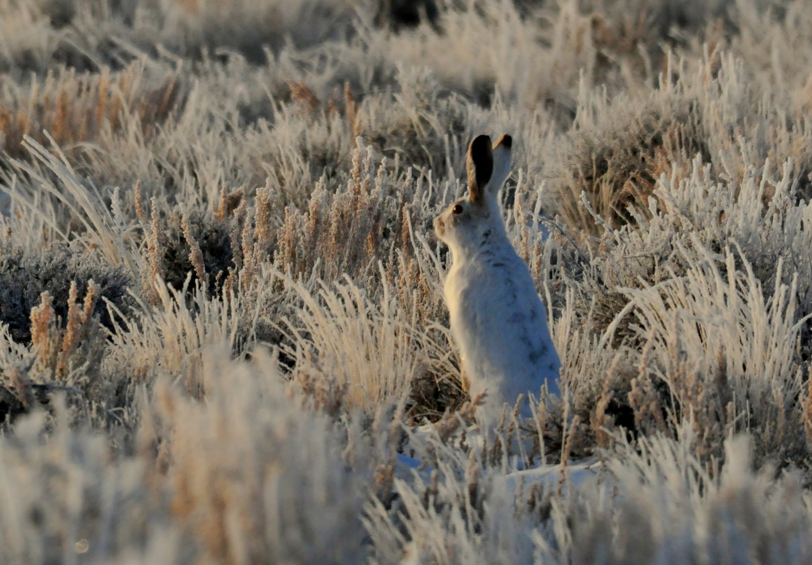 White-tailed jackrabbit FWS 18505