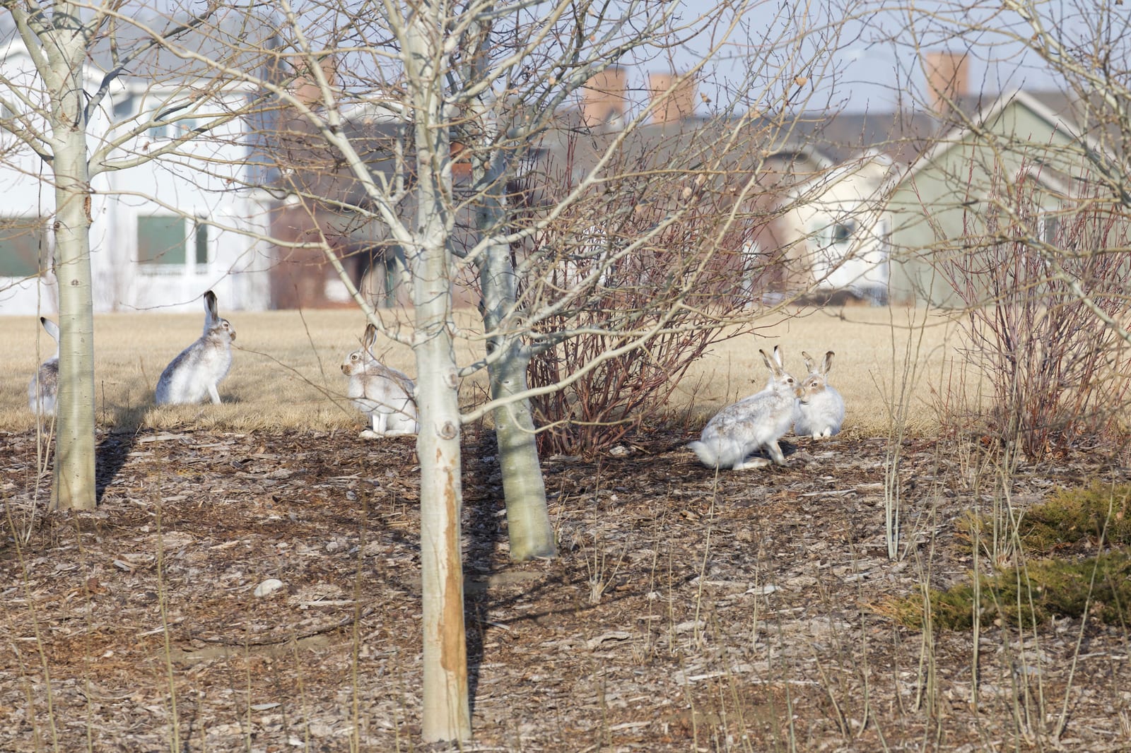 Several white-tailed jackrabbits resting under bare trees at a grassland edge in late winter