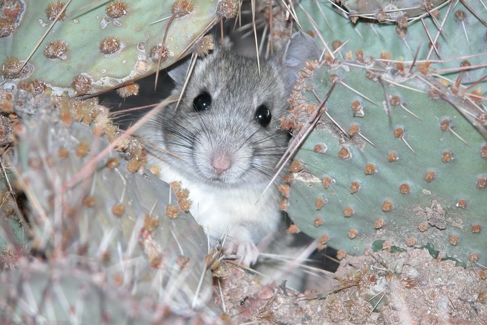 Whitethroat Woodrat - (Neotoma albigula) (9853933874)
