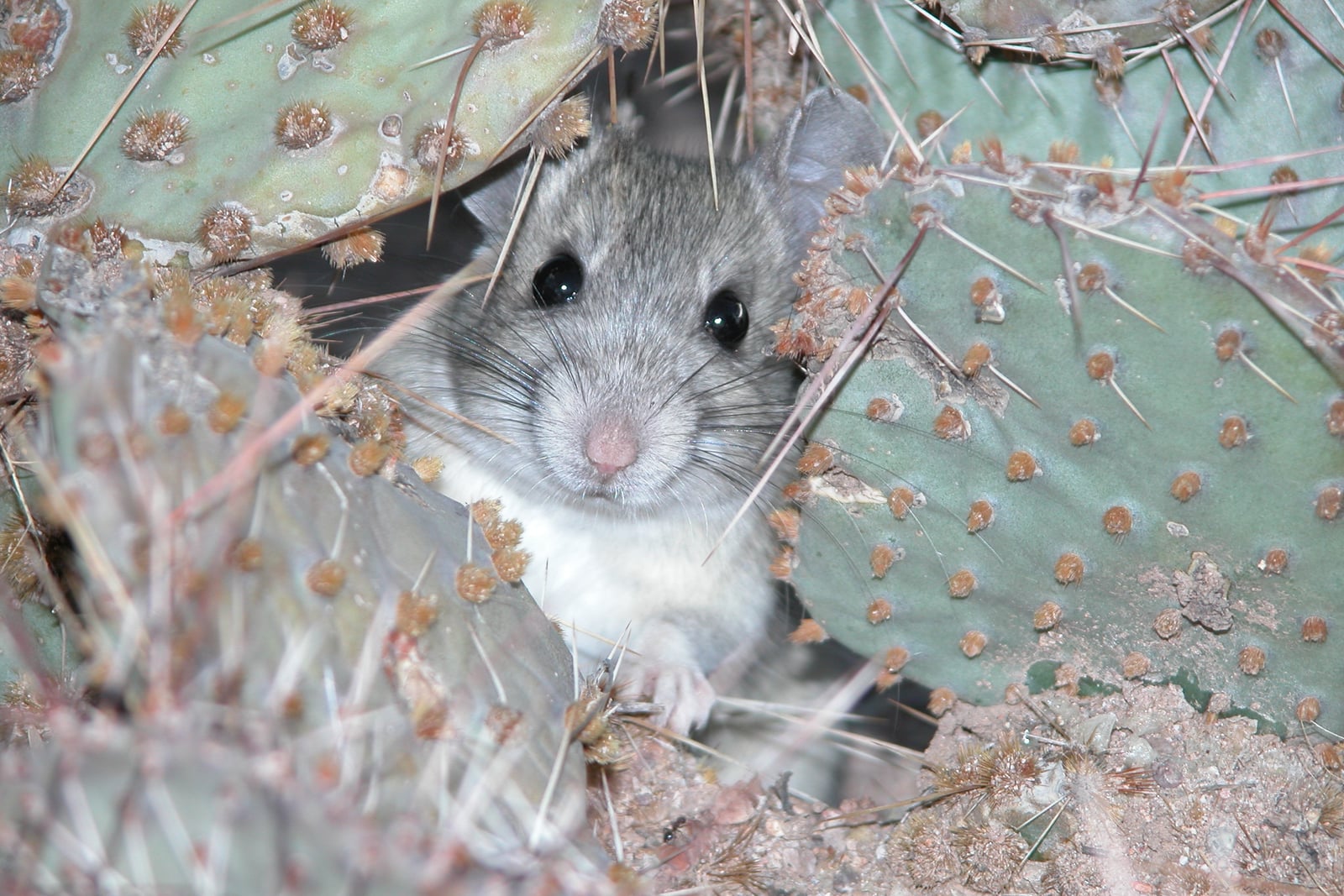 Whitethroat Woodrat - (Neotoma albigula) (9853933874)