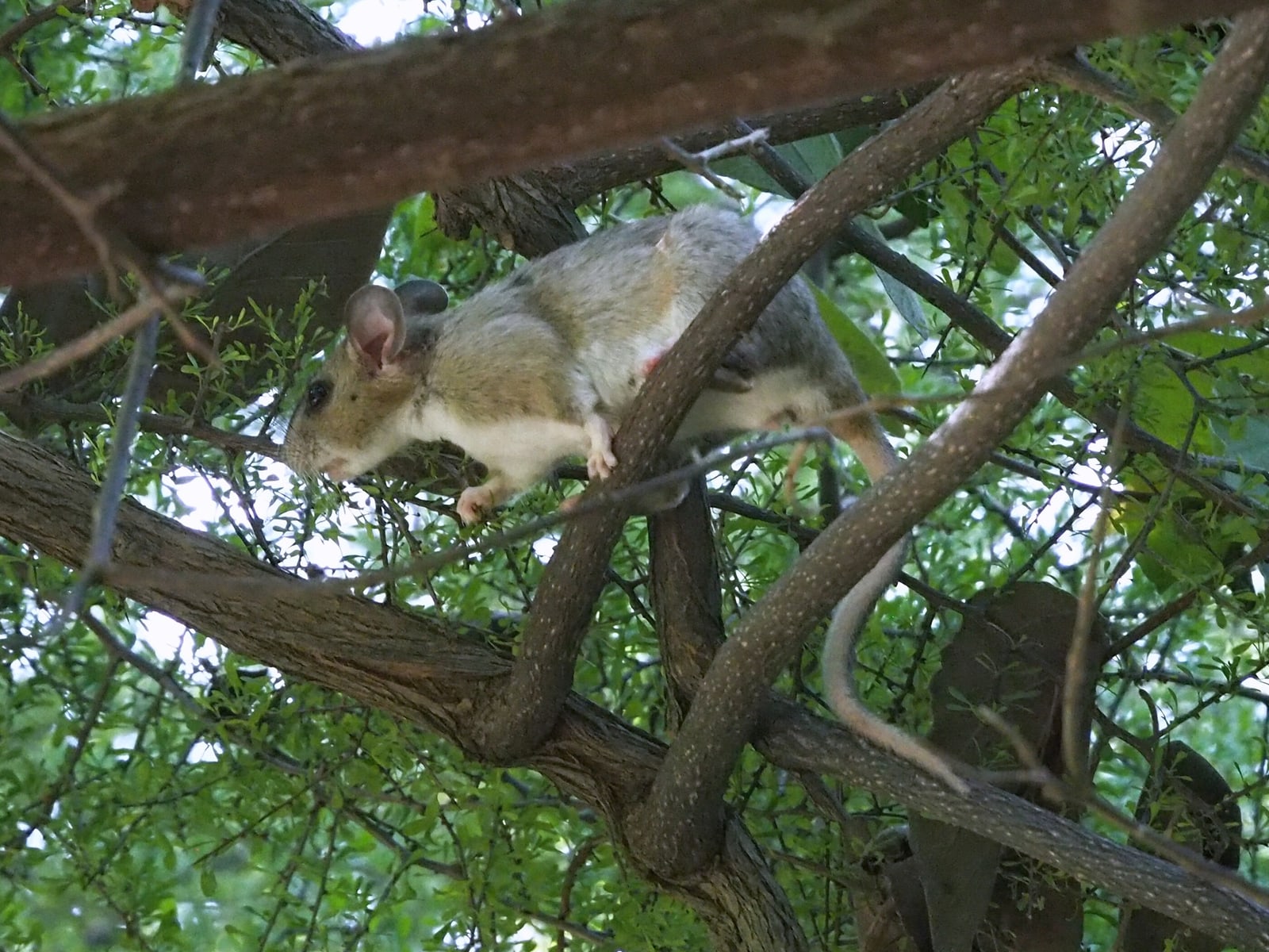 White-throated woodrat climbing through leafy desert shrubs