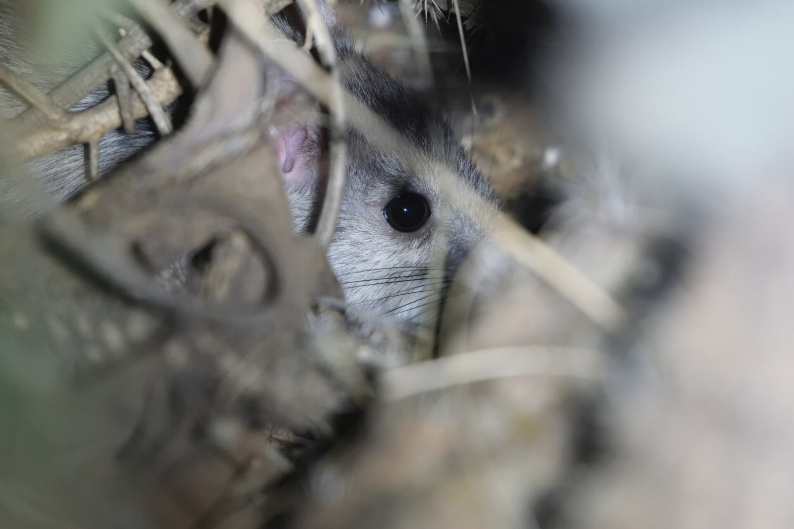 White-throated woodrat peering through dry sticks