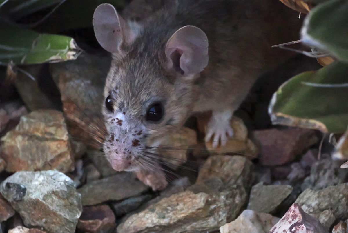 White-throated woodrat looking out from rock and cactus cover
